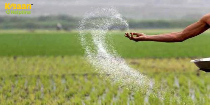 जानिए गेहूं और धान की फसल में नाइट्रोजन की कमी के लक्षण, कमी को दूर करने के उपाय और उचित मात्रा के बारे जानिए गेहूं और धान की फसल में नाइट्रोजन की कमी के लक्षण, कमी को दूर करने के उपाय और उचित मात्रा के बारे